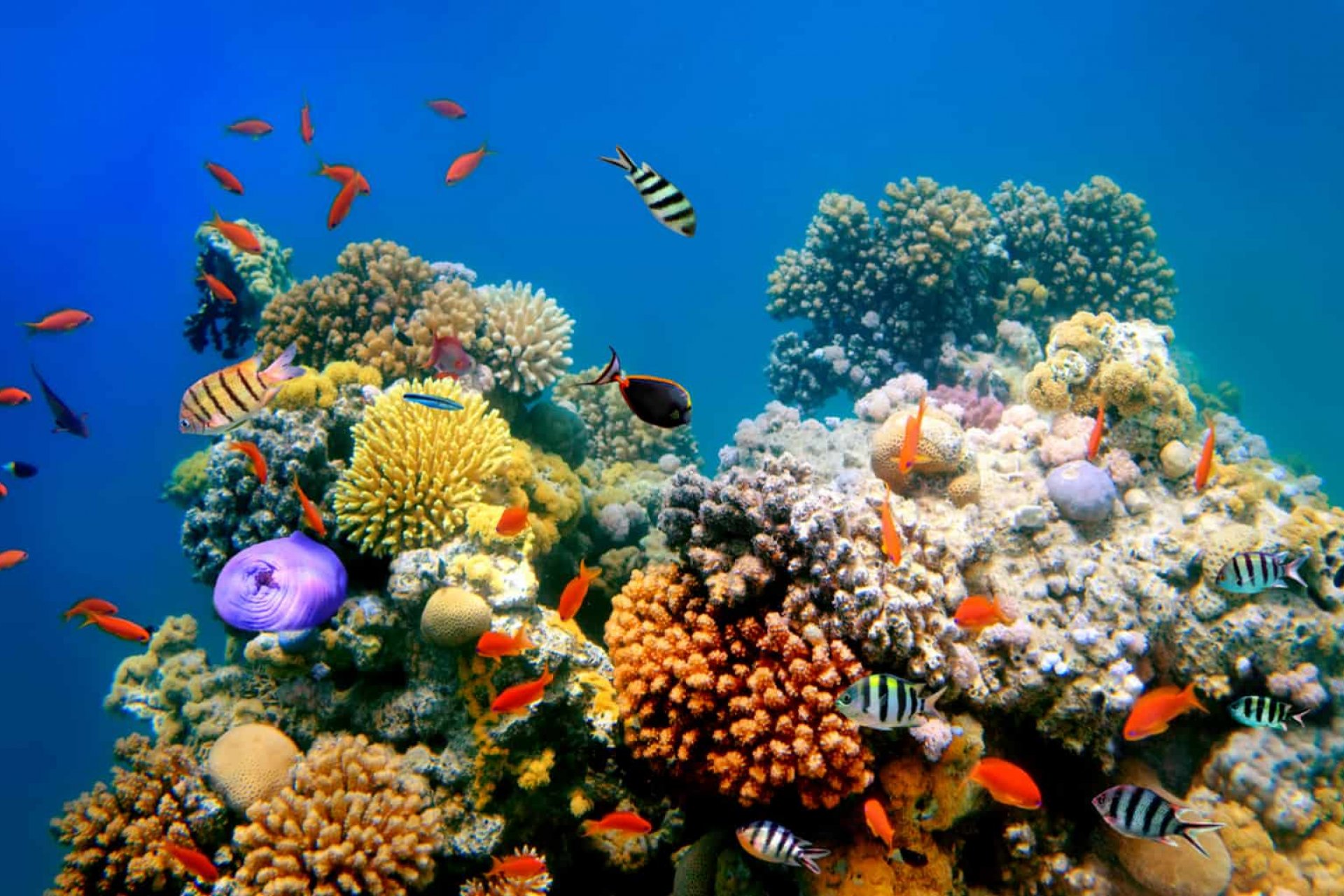 Boat Holiday Guide - A World Beneath Life: The Secrets of Coral Reefs